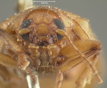 Media type: image;   Entomology 5062 Aspect: head frontal view